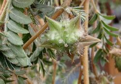 Puncturevine | Methow Conservancy