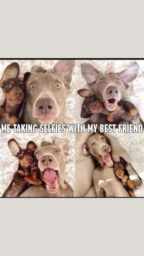 funny dog | Funny best friend memes, Best friend day, National best ...