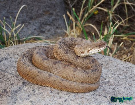 Latifi's Viper Snake Bite