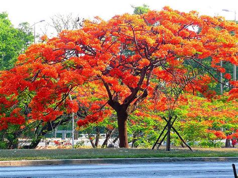 Flamboyant Tree: The Flamenco Dancers of the Tree World - Dave's Garden