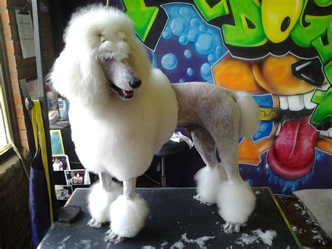 The Dog SalonTaking it to the streets – | Dog salon, Dogs, Dog grooming