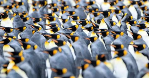 Penguin Behavior - AnimalBehaviorCorner