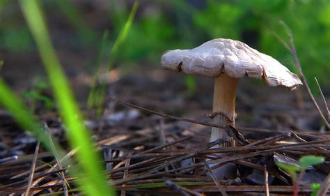 Mushroom (Macro) | Seta (Macro) | Jocarlo | Flickr