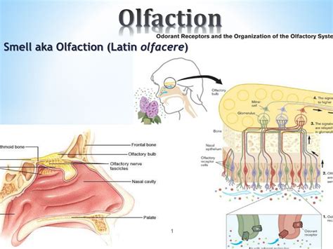 PPT - Olfaction PowerPoint Presentation, free download - ID:293853