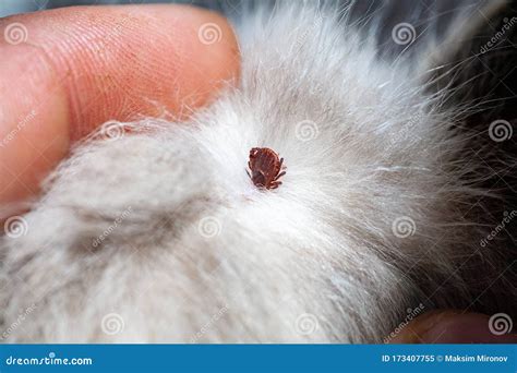 Kitten with Ticks. Ticks Attached To Cat Skin. Tick Bite Stock Image - Image of domestic ...