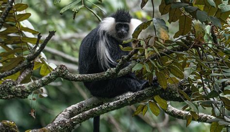 Colobus Monkey - Porini Foundation