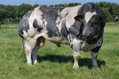 Belgian Blue Mexico - Venta de semen de toro