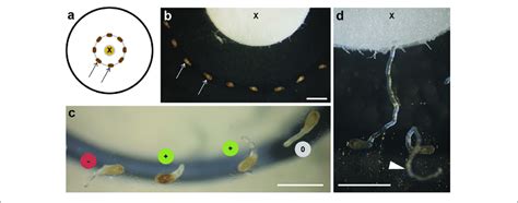 | Chemotropism bioassay. (a) Diagram of bioassay showing the source of... | Download Scientific ...