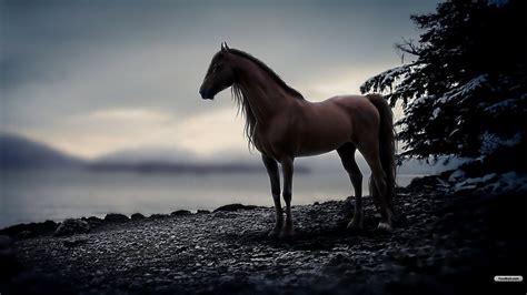 Beautiful Horse Desktop Wallpapers on WallpaperDog