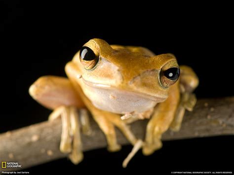 golden tree frog by Joel Sartore. This Critically Endangered frog is only found on the island of ...