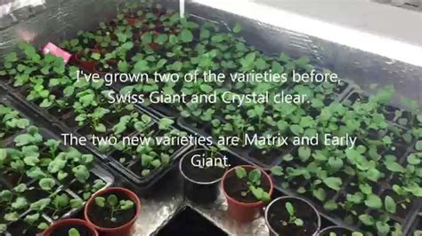 Growing Winter Pansy from seed, 4 Varieties, Matrix, Swiss giant ...