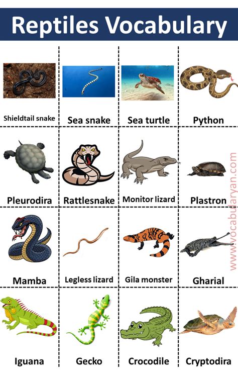 60+ Reptiles Names List in with Pictures – VocabularyAN