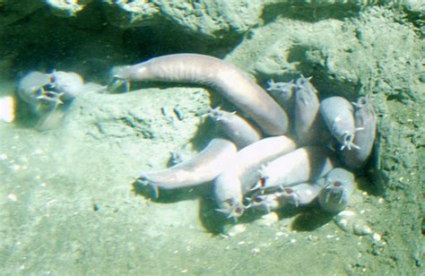 Aquarium of the Pacific | Online Learning Center | Pacific Hagfish