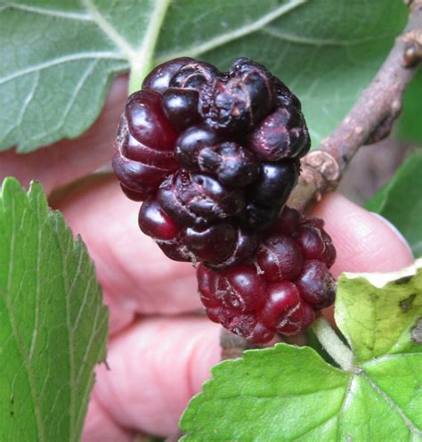 Mulberries - Tree Guide UK - Mulberry tree identification