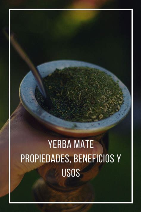 Yerba mate, propiedades, beneficios y usos – TDI Colombia