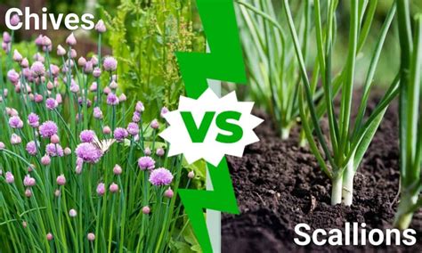 Chives vs Scallions: What’s the Difference? - A-Z Animals