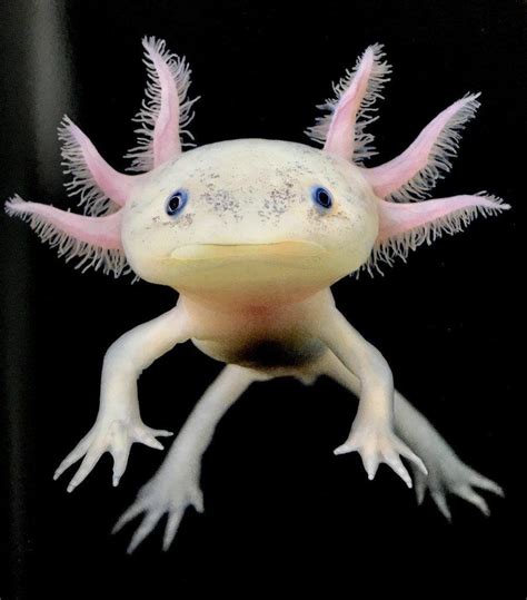 🔥 The Axolotl : r/NatureIsFuckingLit