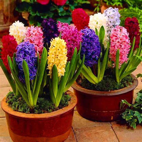 Hyacinth flower bulbs pack of 3 mix color - Seedsnpots