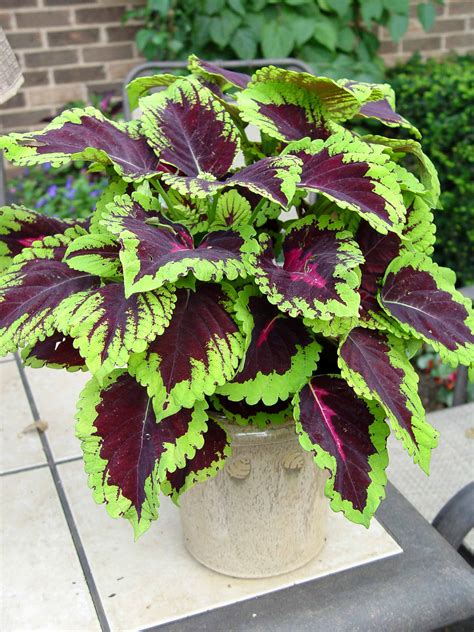 Coleus ‘Kong Rose’ | Garden Housecalls