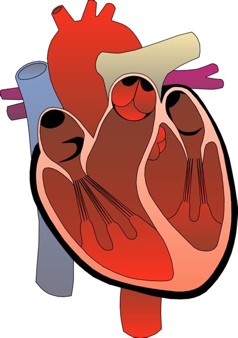 Heart Health | Free Stock Photo | Medical illustration of a human heart | # 14157