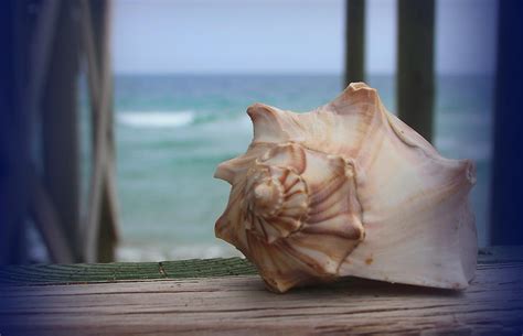 Knobbed Whelk 3 Photograph by Cathy Lindsey - Fine Art America