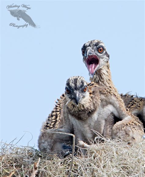 Osprey-nesting - Whistling Wings Photography