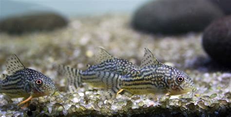 Corydoras Catfish Profile: tank conditions, feeding and breeding | The ...