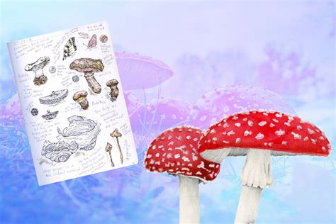 A Beginner's Guide to Amanita muscaria Mushrooms | Psychedelic Spotlight