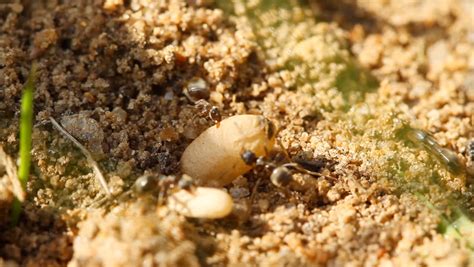 Ants And Egg, Close-up Stock Footage Video 1240012 - Shutterstock