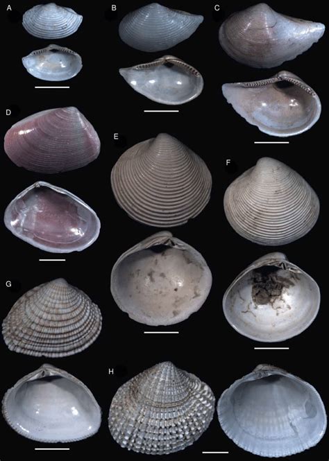 Bivalve shells from Eastern Sumatra (Indonesia; sample number is given ...