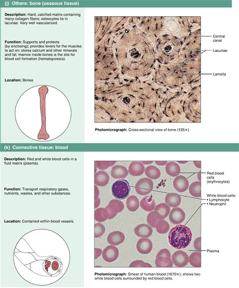 Pin by Paola Luz on Biology | Medical anatomy, Basic anatomy and ...