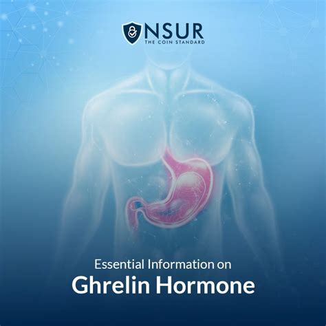 Essential Information on Ghrelin Hormone – NSUR Blog