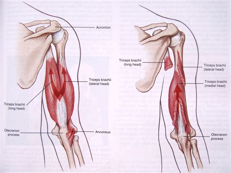 Triceps muscle anatomy. The triceps muscles are located at the… | by giorgio angioni | Medium