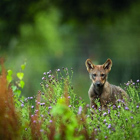 Knowsley Safari Tickets, Products, Bundles, Membership Plans, Gift Vouchers - Buy Online