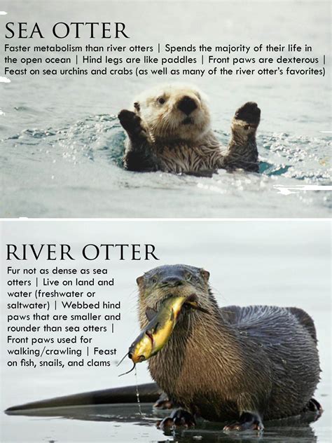 Cute Otters Holding Hands Quotes. QuotesGram by @quotesgram | Otters, Sea otter, Baby otters