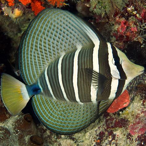 Pacific Sailfin Tang, 8cm (Zebrasoma veliferum)