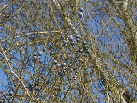 Smilax rotundifolia (Brambles, Bullbrier, Catbrier, Chaineybriar ...