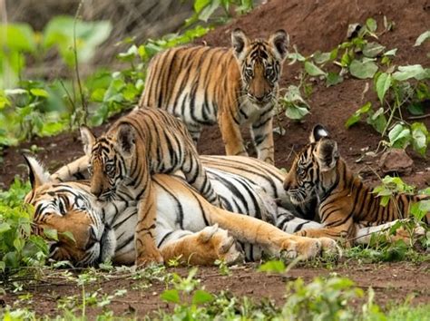 Bangladesh Sundarbans won't have Bengal Tigers in 50 yrs over habitat loss | Tiger species ...