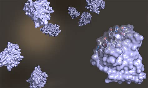 Determining the structure of nanobodies using NMR spectroscopy