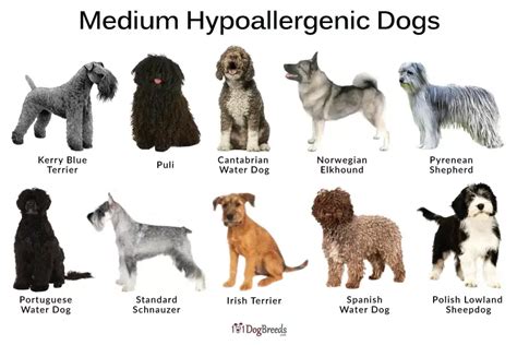 List of Best Small, Medium, Big Hypoallergenic Dog Breeds With Pictures ...