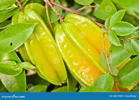 Starfruit on Tree stock image. Image of green, branches - 18417599