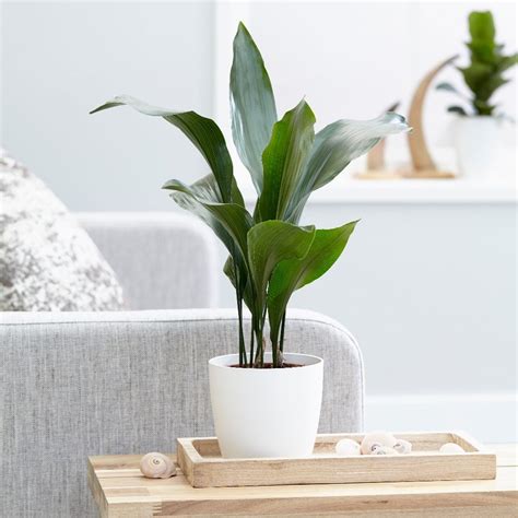 Best shade loving plants | Real Homes