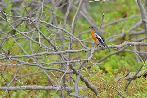 Flame Robin ( Male ) | Dorothy Jenkins | Flickr