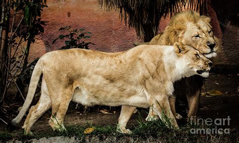 The Loving Lion Couple Photograph by Julian Starks - Pixels