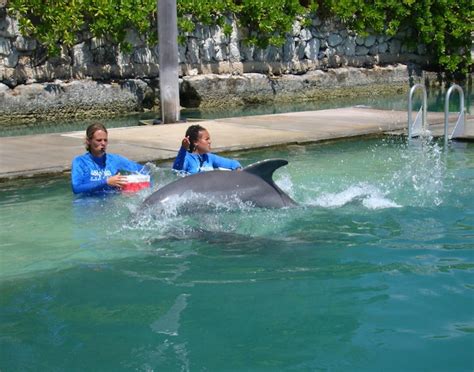 Dolphin Close Encounter - FPO Shore Excursions | Carnival Cruise Line