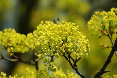 Flowering maple tree stock photo. Image of shot, beautiful - 178598460