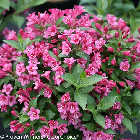 Stunner™ Weigela | Plant Addicts