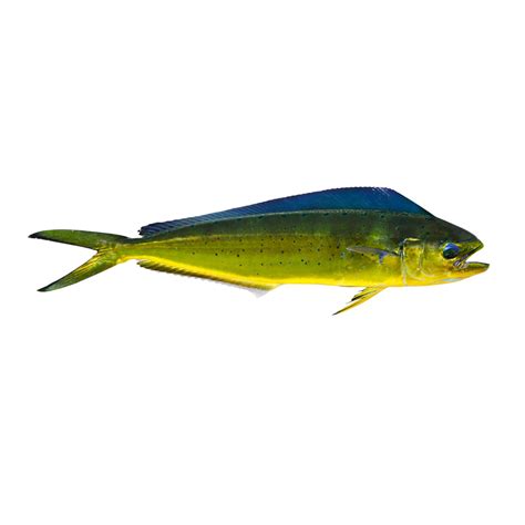 Fresh Mahi Mahi - Tropic Fish Hawaii