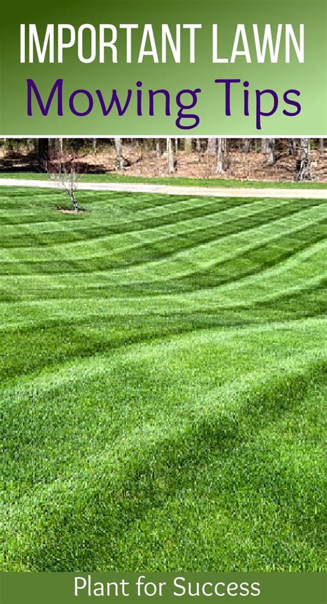 Lawn mowing tips – Artofit