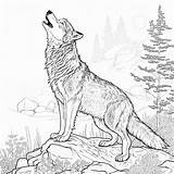 Howling Coyote Coloring Page sketch template